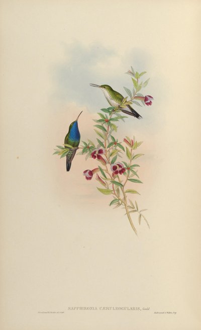 Sapphironia caeruleogularis = Lepidopyga caeruleogularis - John Gould